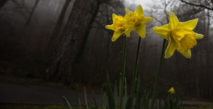 Daffodils in the mist